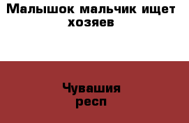 Малышок мальчик ищет хозяев.  - Чувашия респ., Чебоксары г. Животные и растения » Кошки   . Чувашия респ.,Чебоксары г.